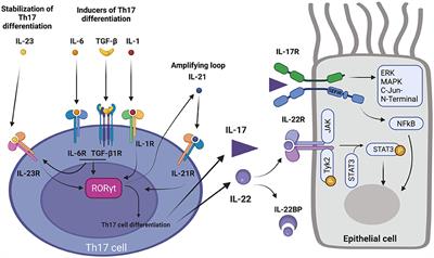 Role of Th17 Cytokines in Airway Remodeling in Asthma and Therapy Perspectives